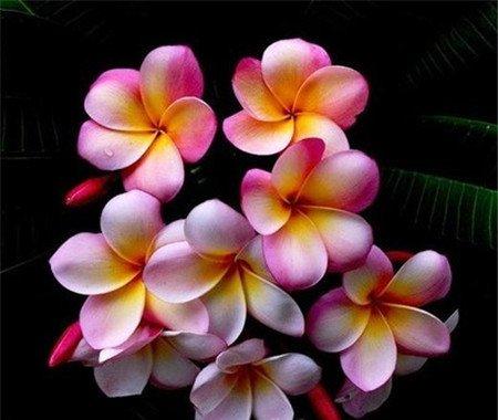 鸡蛋花开花图片欣赏