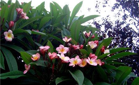 鸡蛋花开花图片欣赏