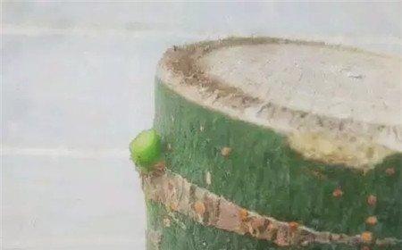 光杆发财树的发芽过程 光杆发财树的发芽过程