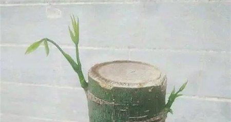 光杆发财树的发芽过程