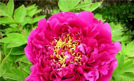 牡丹花花期不遮阴 牡丹花花期不遮阴