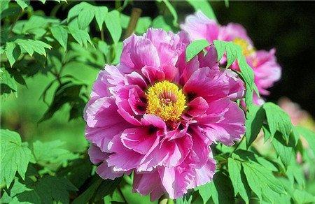 牡丹花的生长期特性 牡丹花的生长期特性