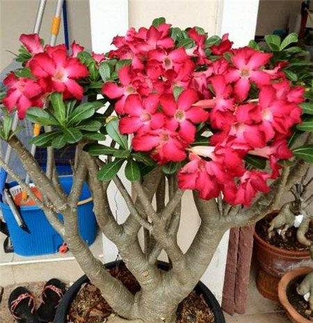 沙漠玫瑰 沙漠玫瑰