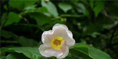 夏腊梅开花图片欣赏