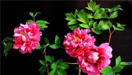 牡丹花盆景欣赏