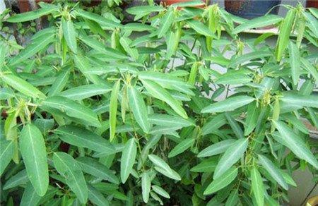 舞草 舞草