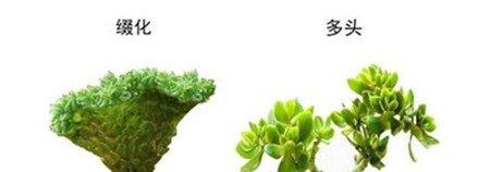 缀化与多头对比 缀化与多头对比