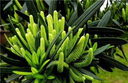 罗汉松开花图片欣赏 罗汉松开花图片欣赏