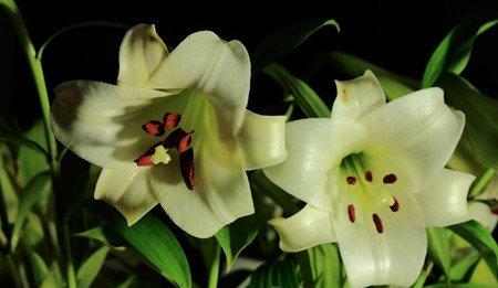 百合修剪方法