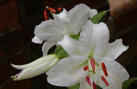 百合温度要求