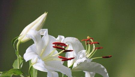 百合光照要求