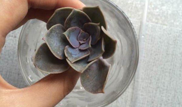 紫珍珠叶片水培方法