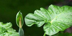 浇水后的滴水观音