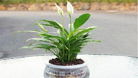 白掌加水 白掌加水