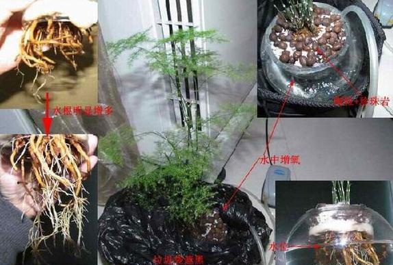 文竹入水增氧法