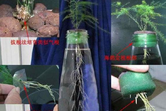 文竹气根+海绵定植法