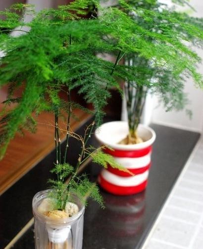 水培文竹