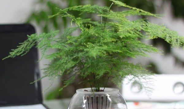 水培文竹的制作和养护