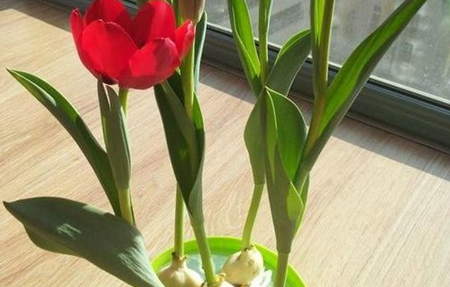 郁金香开花