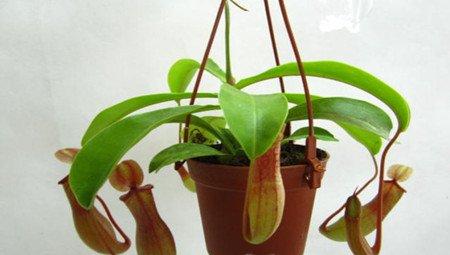 吊盆猪笼草的图片 吊盆猪笼草的图片