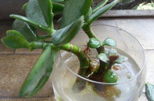 水培玉树