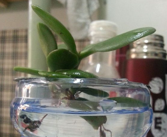 水培玉树枝条