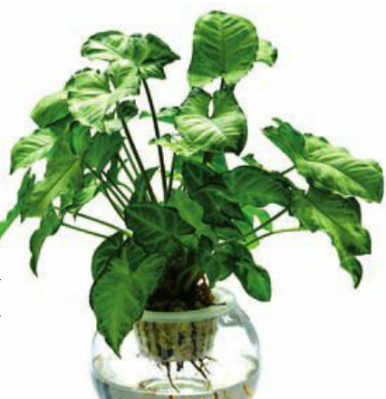 水养合果芋 水养合果芋