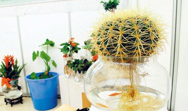 水培仙人球的方法