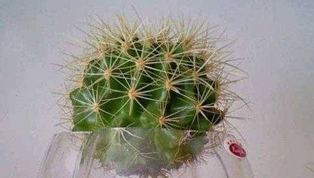 水培仙人球