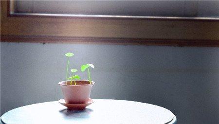 铜钱草 铜钱草