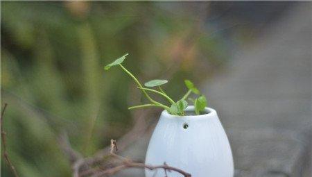 铜钱草 铜钱草
