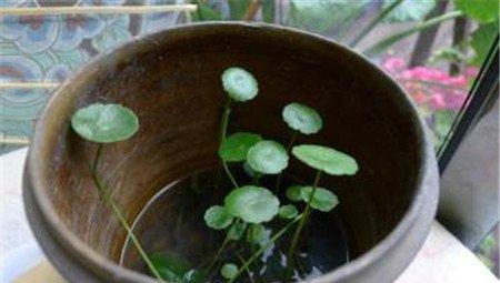 铜钱草 铜钱草
