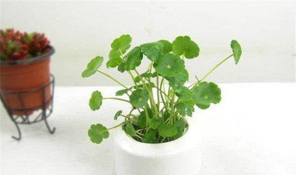 铜钱草的水培方法