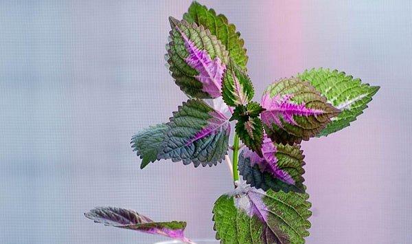 彩叶草的水培方法