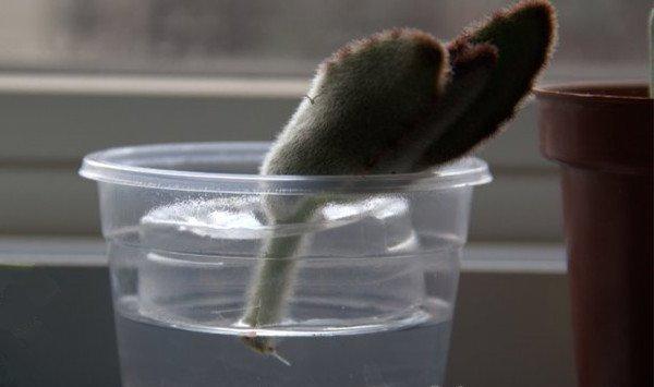 月兔耳的水培生根