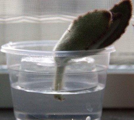 月兔耳水培