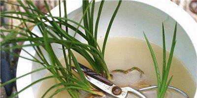 兰花根部消毒 兰花根部消毒