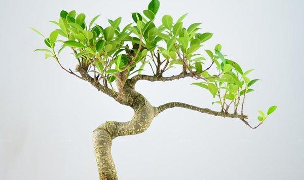 榕树的水培方法