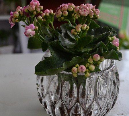 长寿花可以水培 长寿花可以水培
