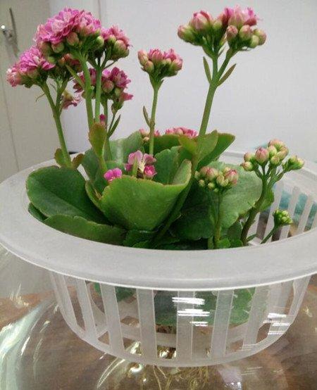 长寿花水培方法 长寿花水培方法