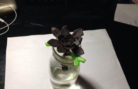 黑法师可以水培 黑法师可以水培