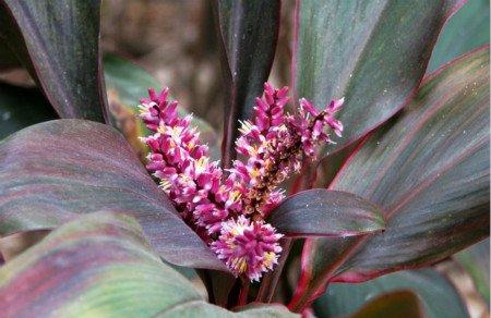 朱蕉的水培方法