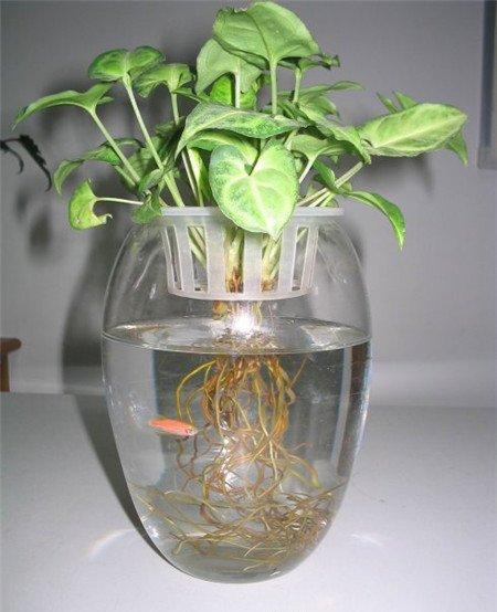 白蝴蝶水培容器选择 白蝴蝶水培容器选择