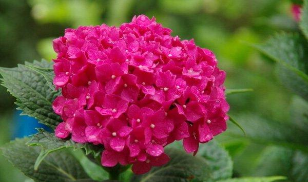 八仙花（绣球花）的功效与作用