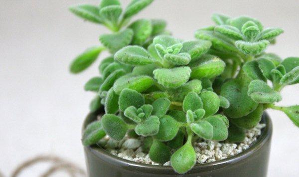 碰碰香有毒吗