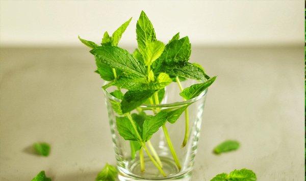 怎么用鲜薄荷叶制作饮品
