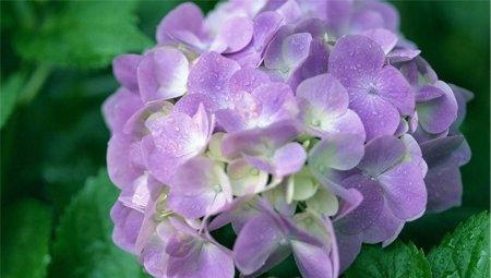 八仙花有毒怎么养