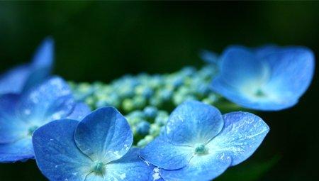 八仙花有毒吗