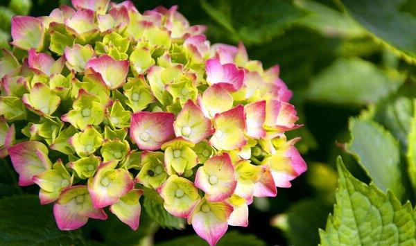 八仙花（绣球花）有毒吗?