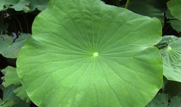 荷花荷叶的功效与作用